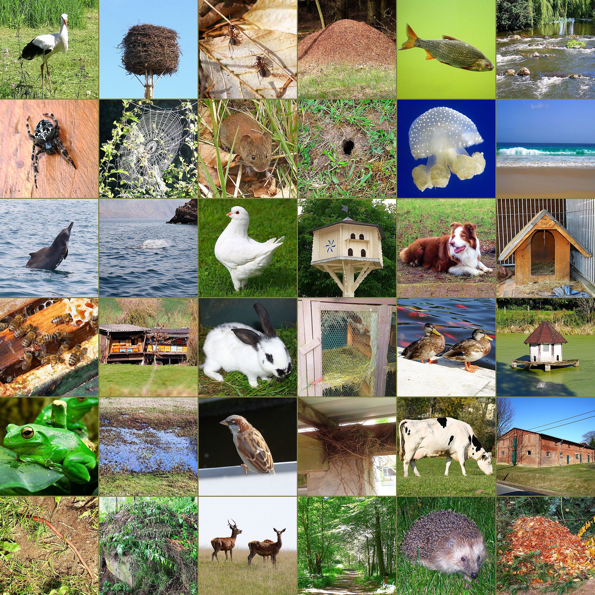 Memory associations - animaux - qui habite où ?