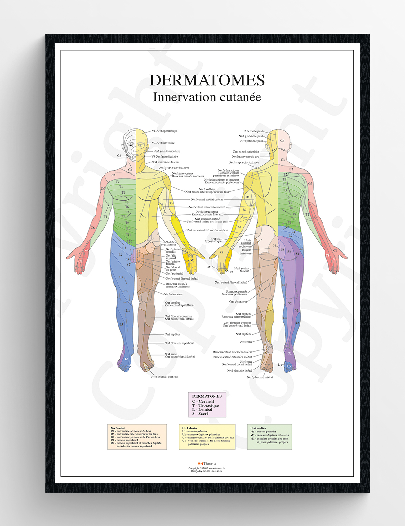 Set de 2 posters Dermatomes  - laminé - 60 x 90 cm